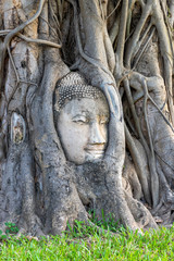 Fototapeta na wymiar Buddha's Head in tree