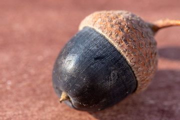 schwarze eichel auf tisch aus holz im sommer