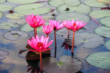 Red Lotus on water