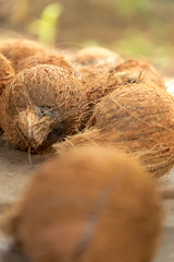 Closeup fresh brown coconuts on the ground