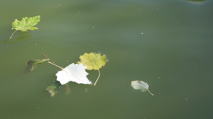 leaves on water