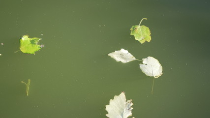 leaves on water