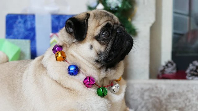 Close-up portrait of funny surprised pug dog in christmas costume looking at camera and turns head, gifts and christmas tree in the background, New Year and Christmas concept