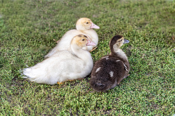 Small ducks graze on the grass. Organic farm. A family of small ducks.