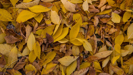 yellowed leaves on the ground in autumn