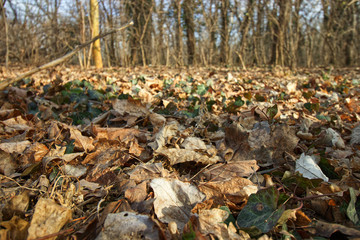 Fallen leaves on the ground