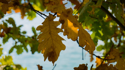 yellowed leaves on a tree in autumn