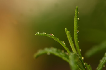 organioc parsley and other green vegan igredients for a healthy meal