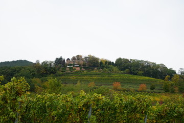 Blick auf die Kropsburg von St. Martin in der Pfalz