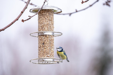 blaumeise an einer futtersäule mit körner für wintervögel an einem baum im kalten winter