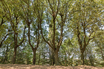 Montopoli castle hill park. Tuscany, Italy.