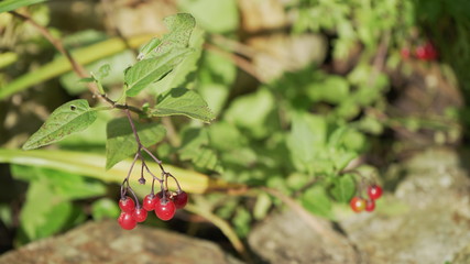 red berry