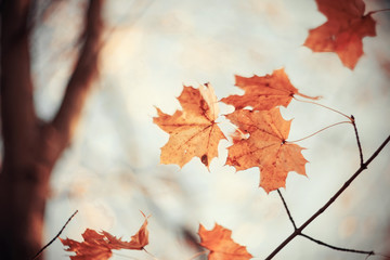 Branch of maple tree with autumn leaves.