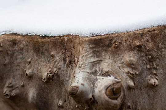 Dry stump is covered of white snow