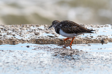 Ruddy Turnstone Searching for Food