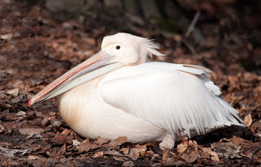 pelican