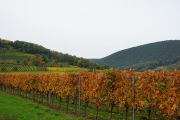Fototapeta na wymiar Herbstliche Landschaft in den Weinbergen von Rheinland-Pfalz