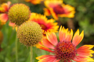 gelbe Craspedia mit roten gelb farbenen Kokardenblumen im beet in einem garten oder park im sommer