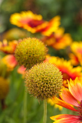 gelbe Craspedia mit roten gelb farbenen Kokardenblumen im beet in einem garten oder park im sommer