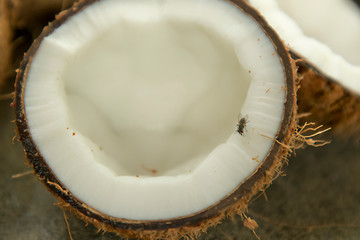 Closeup Pile of coconuts on grey background, House fly sitting on coconut