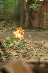 burn fire green and dry coconut tree leaf in garden, Closeup fire blurred