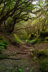 The path of the enchanted forest, tenerife island
