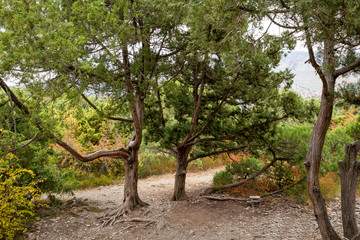 Fototapeta premium Juniper in the reserve. Krasnodar region. Anapa