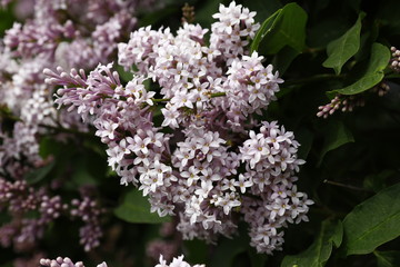 blooming lilac