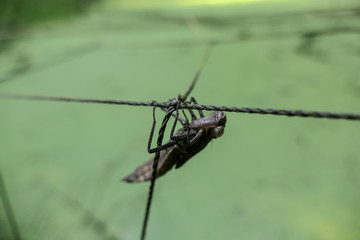 leere hülle einer dunklen Larve einer Libelle im larvenstadium im grünen Wald am türkisen Wasser am Draht festhalten