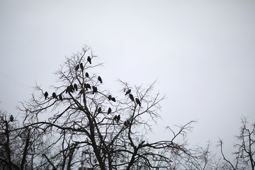 Winter Park. Landscape in snowy weather. January.