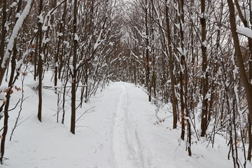 Forest path in winter covered by snow