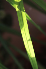 Wild flowers of Crete and flowers from my balcony