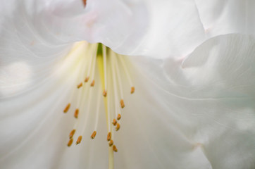 Fototapeta na wymiar closeup of white flower