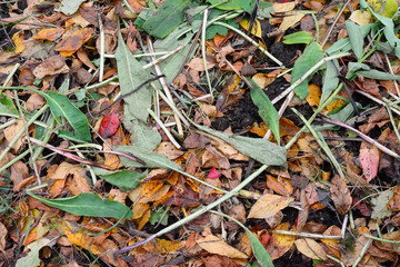 Leaves being layered on a garden bed in Autimn for mulch