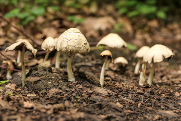 Pilz im herbstlichen Wald