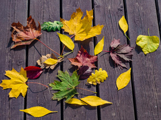 Naklejka na ściany i meble fallen bright leaves from the trees on an autumn day