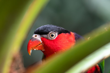 Colourful Black Capped Chattering Lorikeet