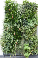 living walls on urban spaces
