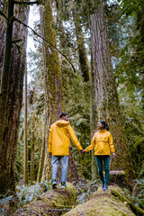 Cathedral Grove park Vancouver Island Canada with huge douglas trees and people in yellow rain...
