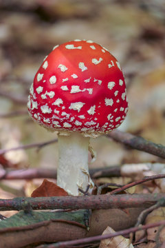 Pilz im herbstlichen Wald