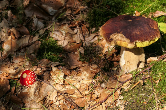 Pilz im herbstlichen Wald
