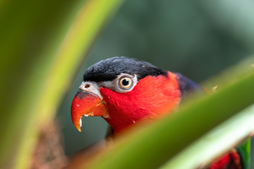 Colourful Black Capped Chattering Lorikeet