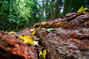 Tree trunk bark surface rough crevices detail texture background