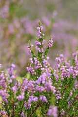 blühendes rosa Heidekraut im Wald und auf dem Feld im Sommer