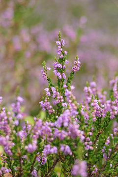 bl&uuml;hendes rosa Heidekraut im Wald und auf dem Feld im Sommer