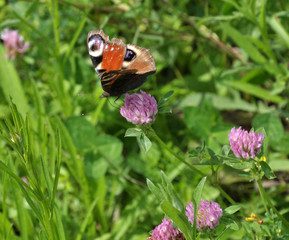 Butterfly peacock (Inachis io) on clover flower