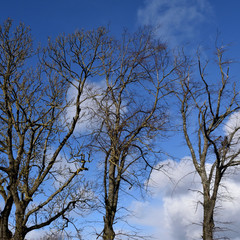 Tree Branches and Blue Sky 0003-040
