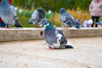 gray pigeons sit on the concrete path