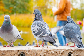 Fototapeta premium gray pigeons sit on the concrete path