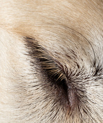 Close-up of the eye of a cute dog